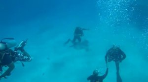 Дайвинг в Красном море. Октябрь 2016