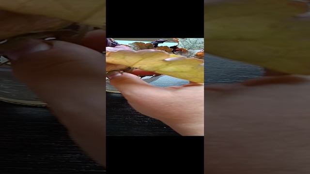 Укоренение гейхеры в воде