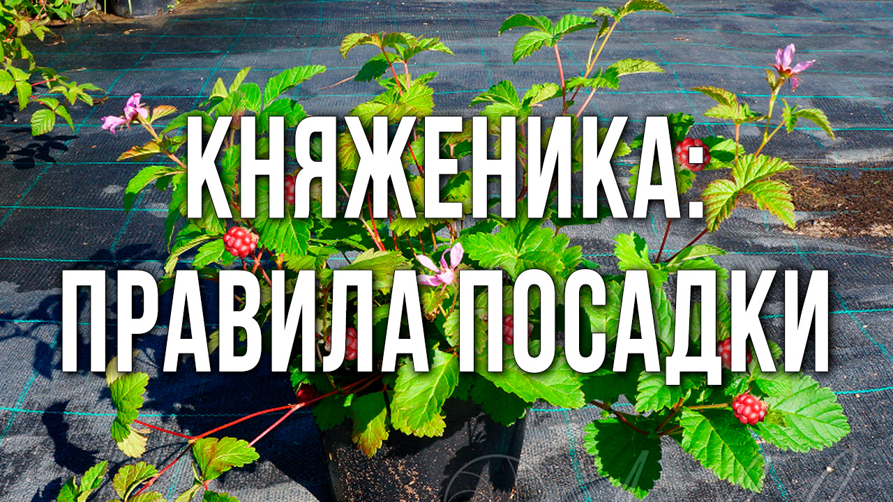 Как правильно сажать княженику. Как высаживать саженец княженики.