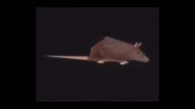 крыса крутится 1 минуту смотреть онлайн