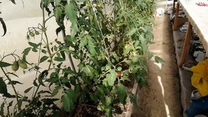 Томат Сербское сердце