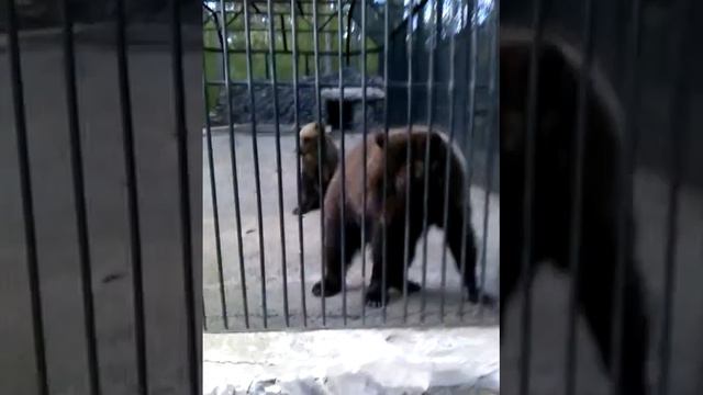 милые медведи смотреть онлайн