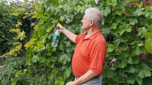 Желтые листья на винограде. Чем обработать виноград?