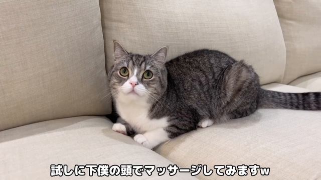 猫が病みつきになると話題のマッサージ機でなでなでしたらまさかのこうなったw