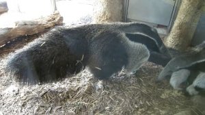 Шенбрунский зоопарк. Гигантский муравьед