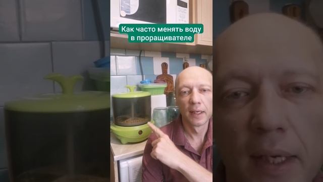 Как часто менять воду в проращивателе семян #олегбуянов #буяновсыроед #семена #проращиваниесемян