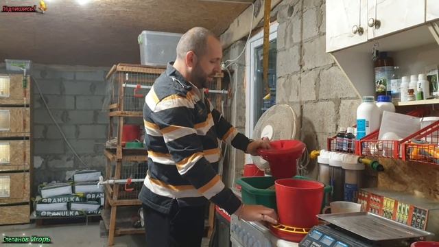 Бройлеры Выращивание в Новом Брудере 2 е сутки смотреть онлайн