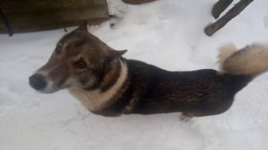 Западносибирская лайка - порода собак, универсальная охотничья лайка, самая многочисленная из лаек.