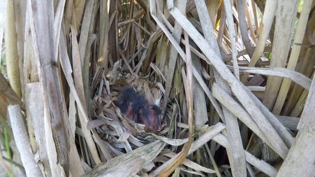 Сверчок соловьиный 170622 1 в рогозе 2017 07 15 GP5 47 смотреть онлайн