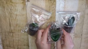 4 лучших удобрения для ЗАМИОКУЛЬКАСА, чтобы активно росли новые листья