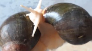 Ахатина ахатина тигр,два вида в одном.?