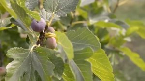 БЛАГОСЛОВИ ДУШЕ МОЯ ГОСПОДА. Братский хор монастыря Оптина Пустынь