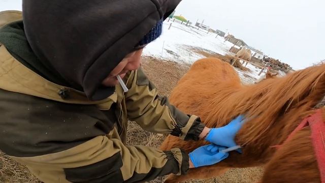 Как брать кровь у верблюдов ,лошадей и осликов на Бруцеллёз смотреть онлайн