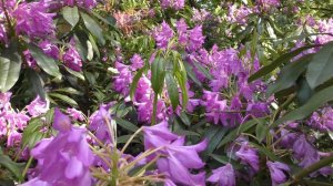 Rhododendrons