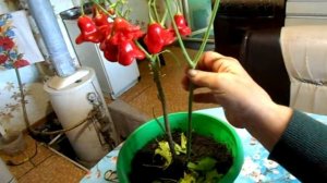 Перец колокольчик