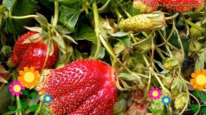 Земклуника гибридная. Краткий обзор, описание характеристик fragaria ananassa х moschata Барыня