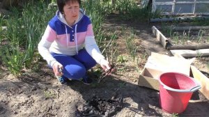 ЧАЙНО ГИБРИДНАЯ РОЗА  "Блек баккара", получила в подарок.