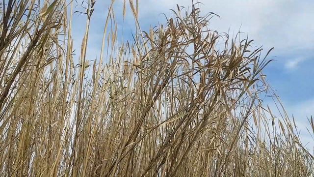 Арундо тростниковый | Жизнь в Адлере смотреть онлайн