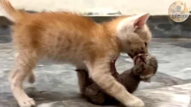 A kitten brings a foundling to her mother cat, then the incredible happens! смотреть онлайн