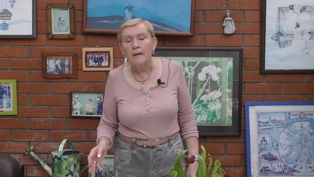 Насекомоядные растения (мухоловка) Дионея и Саррацения.