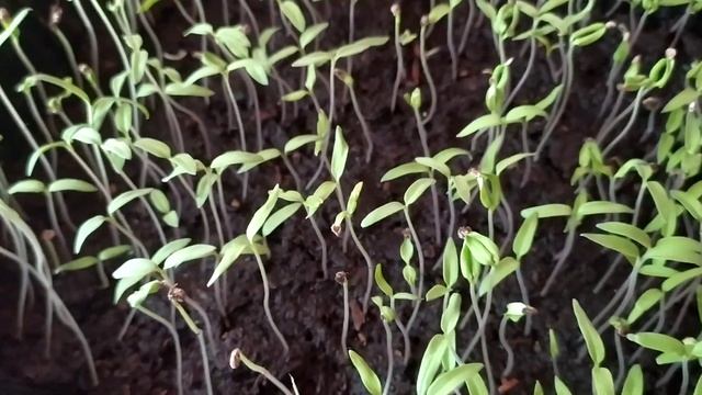 помидоры. посев семян,рассада, пикировка смотреть онлайн