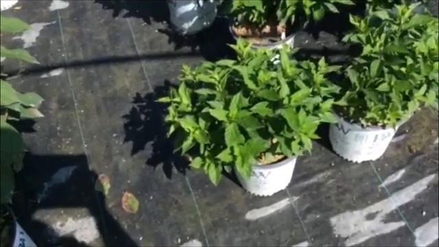 8_26_15 Hillard Distribution Center Update смотреть онлайн