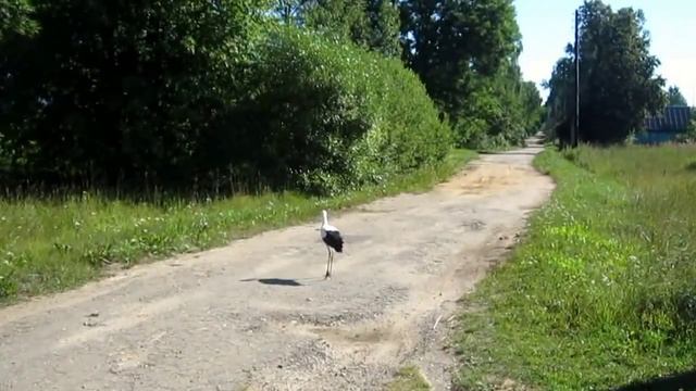 Домашние аисты «Прогулка с аистятами» смотреть онлайн