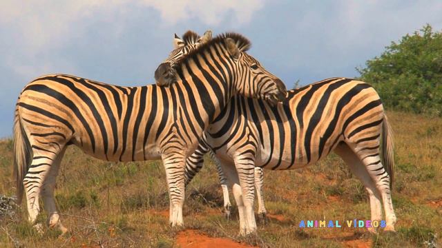 Zebras - Som da Zebra - O Mundo das Zebras