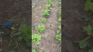 Полив. Мои наблюдения. Импульсный разбрызгиватель.