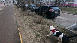 Опухло ухо у амстаффа, будет ли хирургическое вмешательство/как уберечь авто от угона)))