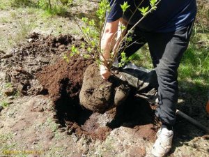 Посадка комовых растений. Как посадить правильно?