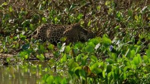 ЯГУАР на охоте - зверь, убивающий одним прыжком!