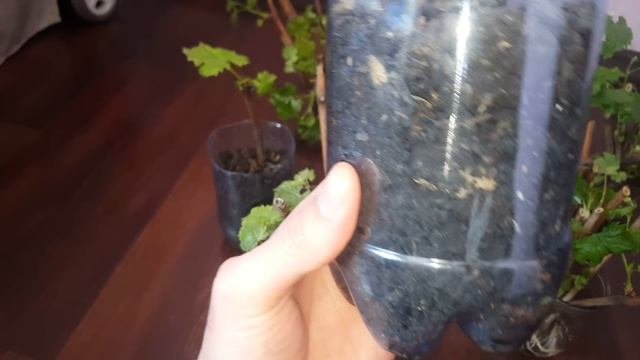 Укоренить виноград черенком?Проращивание ,укоренение 4 к видео .