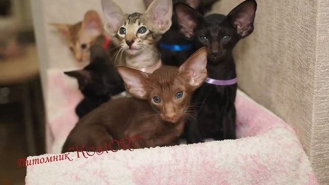 Ориентальные котята, питомник, продажа +79279186611