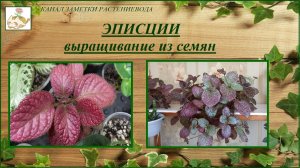 Эписции выращивание из семян, опыление