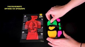 Набор «Строение тела» от Re-агентов