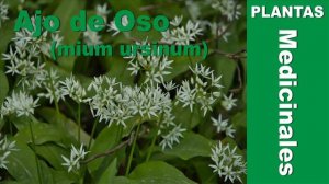 Ajo de oso (mium ursinum)