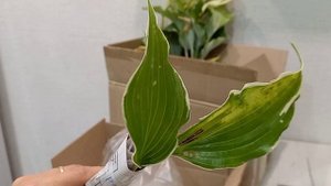 Хосты😊🪴 Последние приобретения этого сезона 🌱🤗