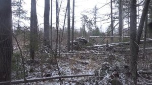 Охота на лося с собаками удмуртского питомника