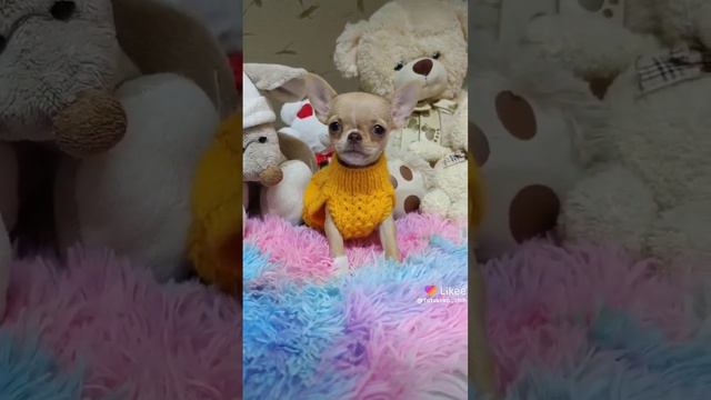 супер мини девочка чихуахуа 💕 Санкт-Петербург 🏡 Питомник Тати Фром Хаус 🐶