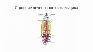 Плоские черви