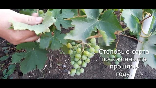 Ускорение плодоношения винограда.