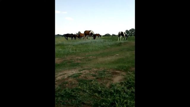 Учитесь !!!! у ЛОшадей кк они оберегают детенышей смотреть онлайн