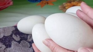Хранение и подготовка гусиных яиц к инкубации.