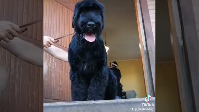 Притягательная чернышка ждёт вас на нашем канале! смотреть онлайн