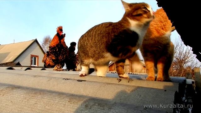 Siberian Farm cats and Pavlovskiy Rooster История фотки Рыжик и петушок  2011 Кот и петух
