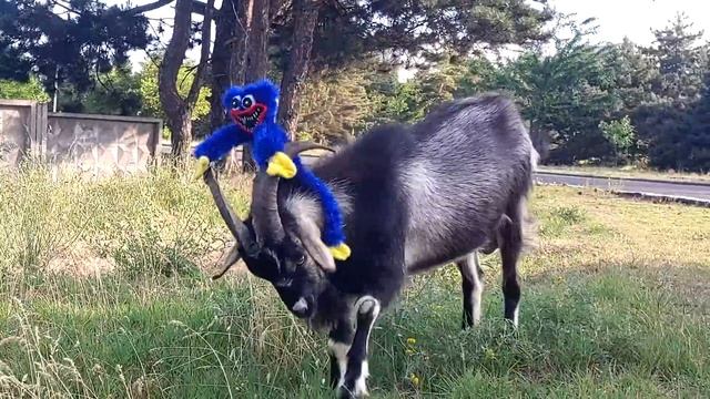 Хагги Вагги укрощает дикого козла. смотреть онлайн