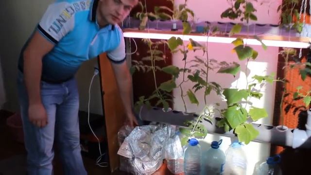 Гидропоника  Основы  Принцип работы   Hydroponics