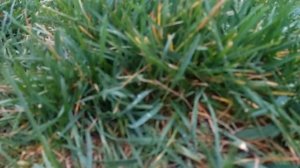 Конная прогулка| Лошади Шляйх/ schleich (+описание)