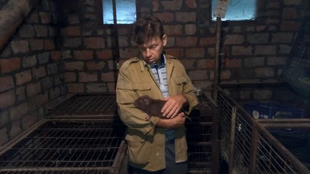 Как отличить самца от самки у нутрий в раннем возрасте. Нутрии.